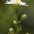 Flower Buds