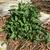 Aster spp.