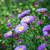 Symphyotrichum novi-belgii