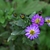 Flower of A. ageratoides of eastern Asia