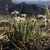 Small plant in profile with erect, linear leaves and white fls.