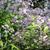 Symphyotrichum cordifolium