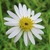 White ray petals surrounding yellow disc flowers