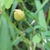 Unopened flower bud