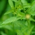 Alternate green leaves along a stem