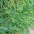 Green leaves along a stem