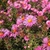 Composite pink flowers with a bee visiting