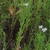 Form in bloom