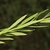 Narrow green leaves on a stem