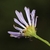 Side view of flower