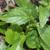 Aster spp.
