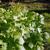 Astilbe biternata