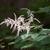 Astilbe biternata