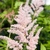 'Peach Blossom' flower clusters