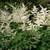 Form of plant in bloom with white flowers clusters