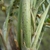 stem