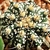 Globose cactus with speckled body and some spines.