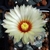 Globose cactus with a large white flower.