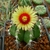 Globose cactus with ribbed body & large yellow flower.
