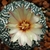 small cactus with a globose, speckled body & large white flower.