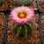 Globose cactus with ribbed body & large pink flower.