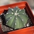 potted cactus with ribbed body & white spineless areoles.