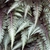 Silver fronds of Japanese Painted Fern