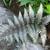 Athyrium nipponicum 'Pictum'