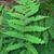 Frond