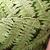Reproductive sori