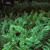 grouping