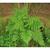 Form
