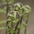 Frond opening