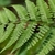 V-shaped groove in stipe of Athyrium filix-femina