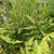 Leaves and stem