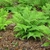 Delicate feathery fronds of Athyrium filix-femina