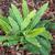 Blechnum spicant