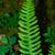Blechnum spicant