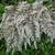 Athyrium nipponicum 'Pictum'