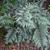 Athyrium niponicum var. 'Pictum' - full plant large img
