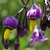 Purple flowers hang downward.