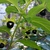 leaves and berries