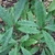 Leaves of A. chinensis