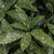 Yellow speckled elliptical leaf with serrate margin