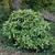 Aucuba japonica 'Variegata'