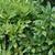 Aucuba japonica 'Variegata'