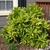Small shrub with golden-speckled, coarsely serrate leaves.