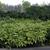Aucuba japonica 'Variegata'