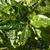 Aucuba japonica 'Variegata'