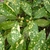 Leaves and immature fruits of A. japonica